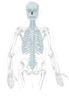 Axial Skeleton - Clean Clip Art