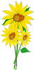 Sunflowers Clip Art
