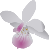 Orchidea Clip Art
