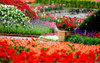 Flower Garden Clipart Image