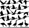 Skein Of Geese Clipart Image