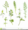 Herb Drawing Clipart Image
