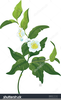 Free Images Of Flowers Clipart Image
