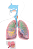 Sistema Respiratorio Fer Clip Art