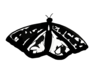 Butterfly Clip Art