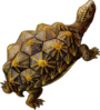 Prehistoric Turtle Walking Clip Art