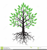 Roots Of A Tree Clipart Image