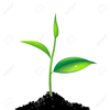 Animated Clipart Of Plant Growing Image