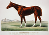 The Racing King Salvator, Mile Record 1:35 1/2: By Prince Charlie  Dam Salina By Lexington Image