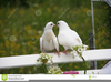 Wedding Doves Clipart Image