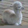 Baby Llama Pics Image