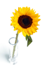 Sunflower In Vase Y T Image