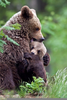Bear Cubs Hugging Image