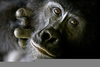 Gorillas Eating Monkeys Image