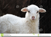Lamb Clipart Black And White Image