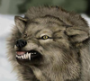 Angry Wolf Image
