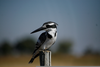 Great Pied Kingfisher Image