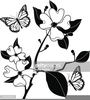 Clipart Flowers Black And White Image