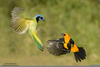 Green Jay Flying Image