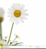 Daisies Clipart Flowers Image