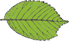Bi Serrate Leaf Clip Art