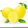 Lemon Tree Free Clipart Image