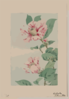 Branch With Leaves And Camellia Blossoms Clip Art