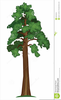 Redwood Tree Clipart Free Image