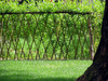 Willow Living Fence Image