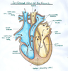 Clipart Pictures Human Heart Image