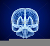 Clipart Front Of Brain Image