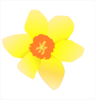 Daffodil (stripped) Clip Art