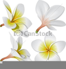 Free Clipart Hawaiian Flowers Image