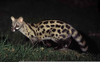 Spotted Genet Image