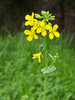 Mustard Flower Image