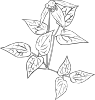 Clematis Occidentalis Outline Clip Art