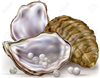 Pearl Oyster Clipart Image