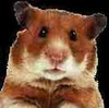 Hamster Face Image