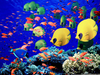Whimsical Tropical Fish Clipart Image