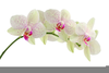 Free Floral Cross Clipart Image