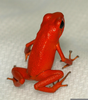 Red Frogs Poisonous Image