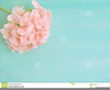 Pink And Green Flower Clipart Image
