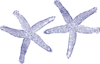 Navy Blue Twin Starfish Clip Art