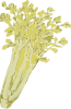 Celery Clip Art