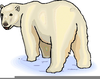 Coca Cola Polar Bear Clipart Image