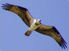 Sea Hawk Wingspan Image