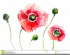 Poppy Flower Pictures Clipart Image