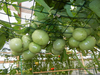 Grow Tomatoes Vertically Image