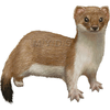 Clip Art Ermine Image