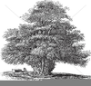 Yew Tree Drawing Image